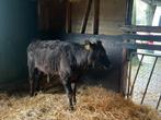 Wagyu stier 8 maand oud, Dieren en Toebehoren, Mannelijk