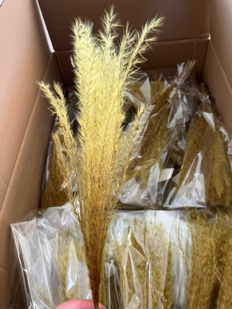 Nieuwe Droogbloemen - Decoratieve Pluimen, Ophalen of Verzenden, Nieuw