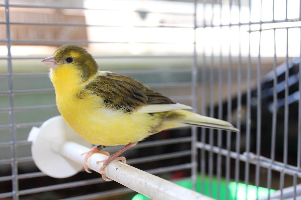 Te koop mooi vrouwtjes kanarie volwassen, Dieren en Toebehoren, Vogels | Kanaries, Vrouwelijk, Kleurkanarie