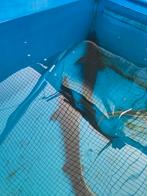 Baeri steur 70-80 cm desgewenst bezorgd aan huis, Steur