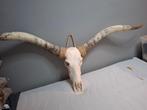 Longhorn schedel super gave!!, Ophalen, Zo goed als nieuw, Wild dier, Schedel