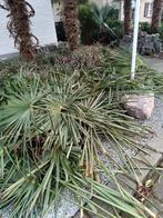 Palm bladeren trachycarpus grote hoeveelheid!! Gratis, Tuin en Terras, Ophalen, Minder dan 180 cm, Palen