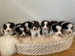 Prachtige Border Collie x Australian Shepherd pups, 8 tot 15 weken, Collie, Meerdere, Meerdere dieren