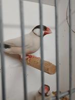 Agaat  rijstvogels  wit grijs  zebravinken  alle kleuren, Dieren en Toebehoren, Meerdere dieren, Kleurkanarie