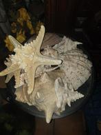 Grote schelpen en grote zeesterren, Ophalen, Schelp(en)