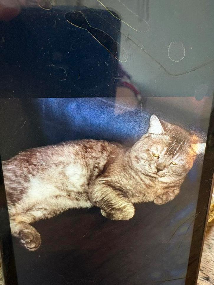 Britse korthaar.. zoekt gouden mandje, Dieren en Toebehoren, Katten en Kittens | Dekkaters, 0 tot 2 jaar