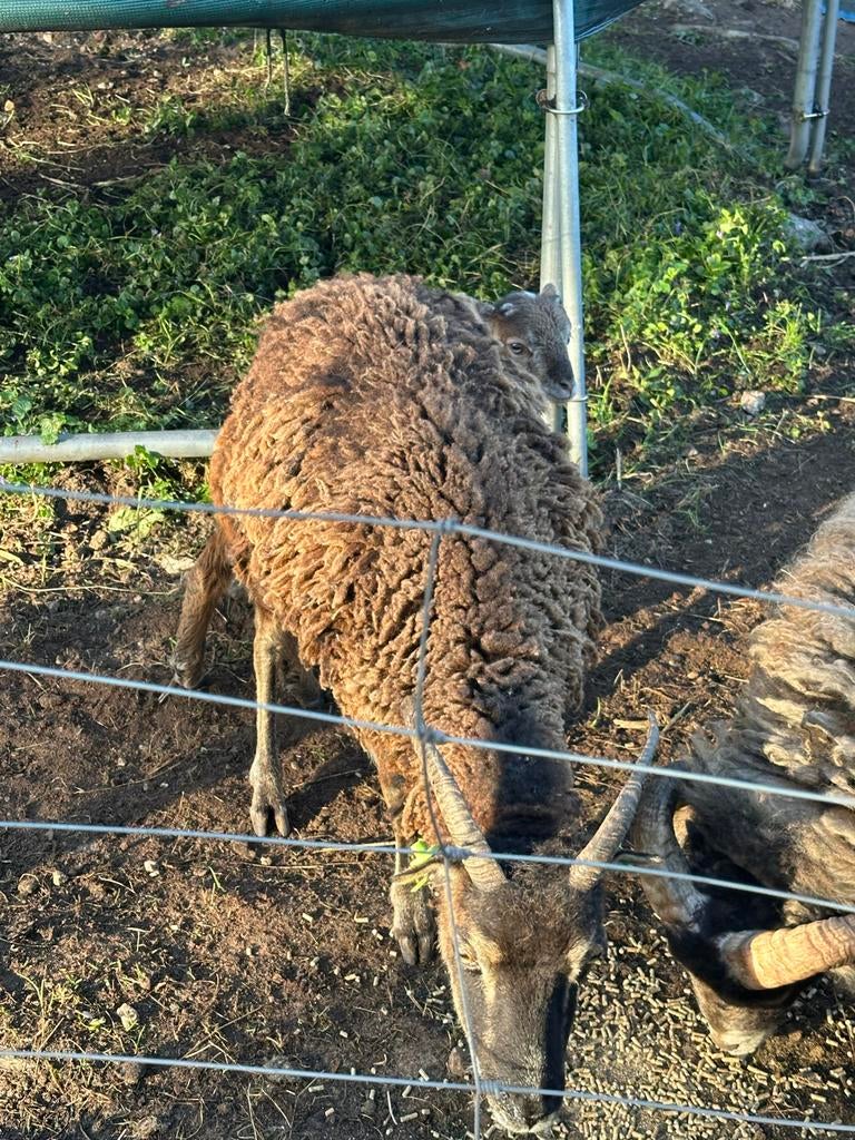 Leuke saoy ooi met lam. Grasmaaiers !!, Meerdere dieren, Schaap