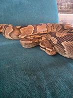 Ball python Fire yellowbelly, Dieren en Toebehoren, Slang, 0 tot 2 jaar