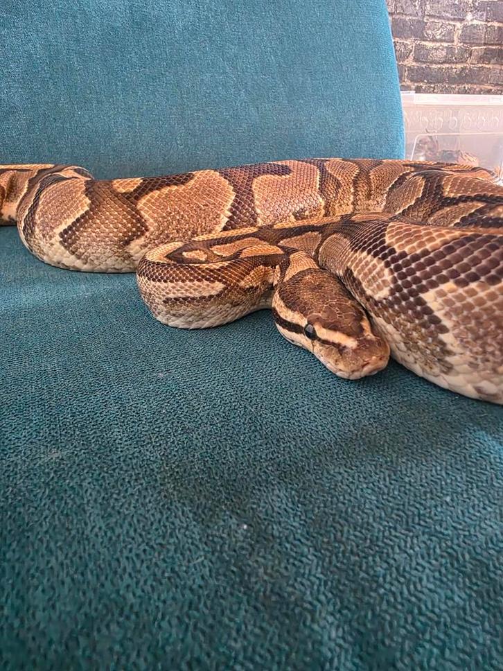 Ball python Fire yellowbelly Ball Python - female for sale from Jessica