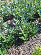 Laurier Otto luyken, Ophalen, Overige soorten, Halfschaduw