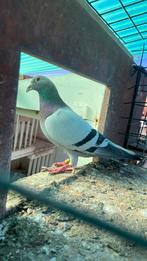 Jonge postduiven ( kittel - Greipel - goede rode ), Meerdere dieren, Postduif
