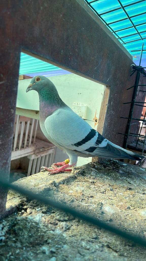 Jonge postduiven ( kittel - Greipel - goede rode ), Dieren en Toebehoren, Vogels | Duiven, Postduif, Meerdere dieren