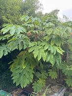Tetrapanax papyrifera Steroidal Giant - Rijstpapierplant, Vaste plant, Halfschaduw, Herfst, Ophalen