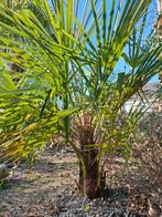 Palmboom trachycarpus fortunei, Tuin en Terras, Lente, 100 tot 250 cm, Palmboom, Ophalen