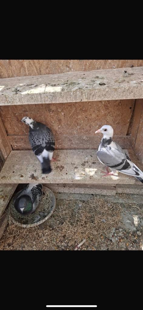 Mijn duiven wil ik grAg verkopen, Meerdere dieren, Postduif