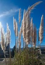 Pampasgras - Decoratief, Ophalen, Eenjarig, Groenteplanten, Volle zon