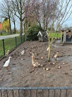 Loopeenden, Dieren en Toebehoren, Pluimvee, Meerdere dieren, Eend