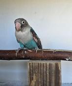 Magneto zoekt een huisje! (Agapornis), Mannelijk, Dwergpapegaai of Agapornis