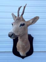 OPRUIMING: opgezet kopje REEBOK (gewei), Ophalen of Verzenden, Gebruikt, Hert, Opgezet dier