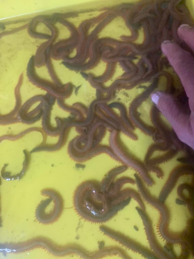 zeepieren en mooie kleine steekzagertjes, Watersport en Boten, Ophalen, Nieuw, Overige typen