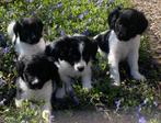 Prachtige FRIESE STABIJ x HEIDEWACHTEL pups, Parvo, Nederland, 8 tot 15 weken, Meerdere