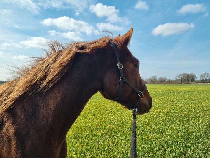 Prachtige, lieve, Freiberger, Dieren en Toebehoren, Paarden, Ruin, 160 tot 165 cm, 3 tot 6 jaar, Recreatiepaard, Met stamboom