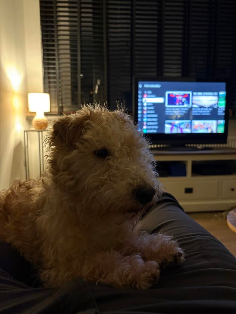 Hond zoekt warm en goed huisje!, Reu, 1 tot 2 jaar, Parvo, Eén hond