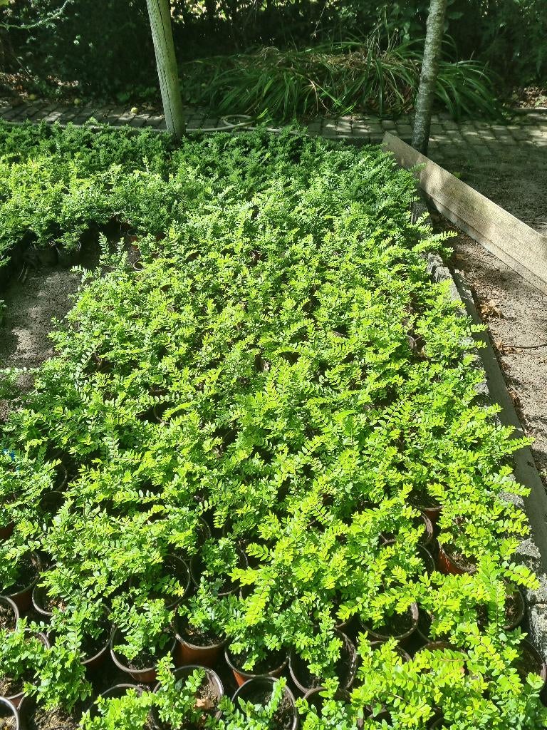 Lonicera Nitida (Struikkamperfoelie) buxus vervanger., Ophalen, Overige soorten, Haag, Minder dan 100 cm