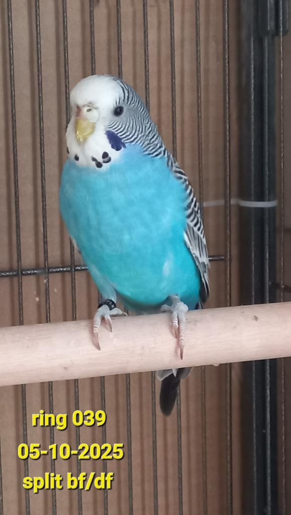 Split blackface/dunfallow, Dieren en Toebehoren, Vrouwelijk, Parkiet, Geringd