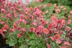Geum Pink Petticoats - nagelkruid, Tuin en Terras, Volle zon, Vaste plant, Lente, Ophalen