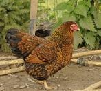Wyandotte broedeieren, Dieren en Toebehoren, Pluimvee, Geslacht onbekend, Kip