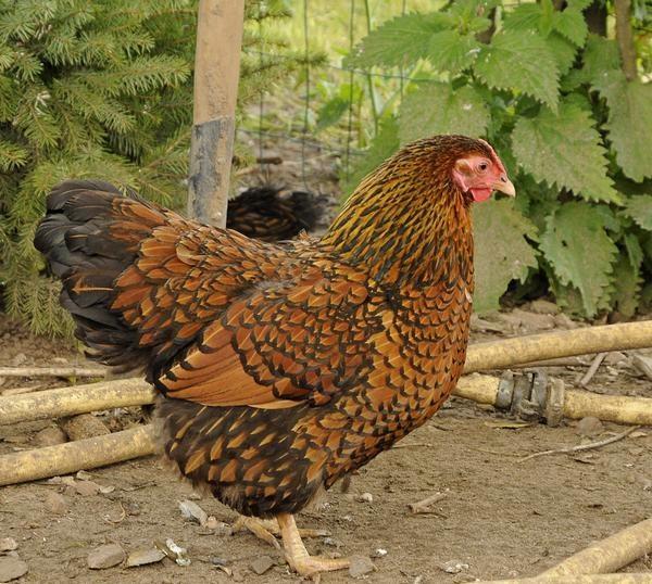 Wyandotte broedeieren, Dieren en Toebehoren, Pluimvee, Kip, Geslacht onbekend