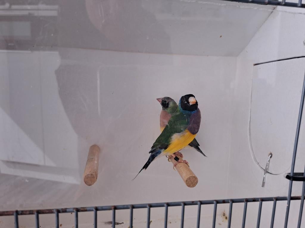 Koppel zwartkop goulds natuurbroed., Dieren en Toebehoren, Vogels | Overige Vogels, Meerdere dieren, Tropenvogel, Geringd