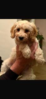 Labradoodle ( australian) medium teefje, Teef, Meerdere, Nederland, Fokker | Hobbymatig