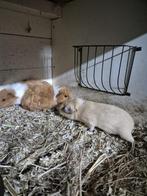 Nog 2 machtig mooie beertjes., Cavia, Mannelijk, Januari, Tam