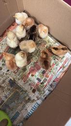 Kuikens isa brown x barnevelder legkip, Dieren en Toebehoren, Pluimvee, Kip