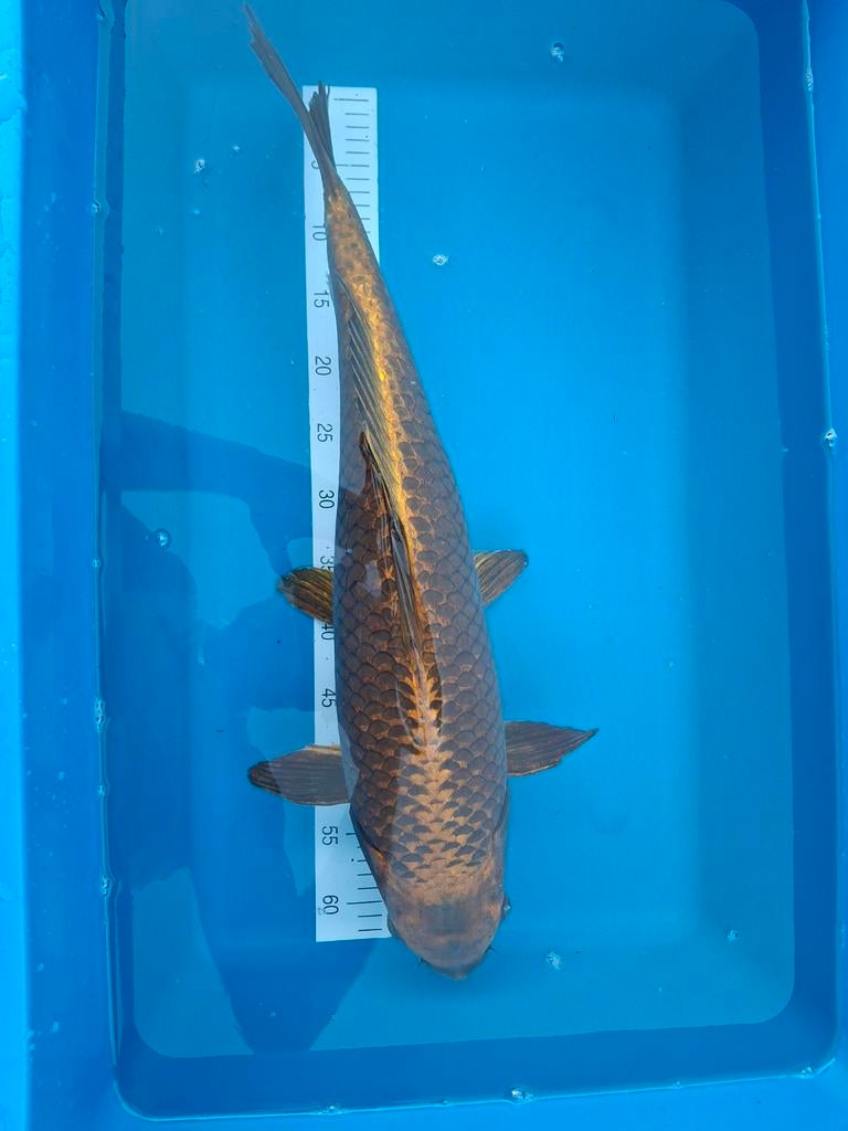 Koi mukashi ogon 65 cm., Dieren en Toebehoren, Vissen | Vijvervissen, Karper of Koi