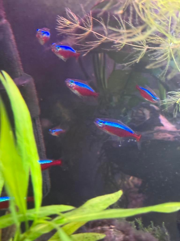 Kardinaal tetra’s 9 stuks, Dieren en Toebehoren, Vis