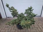 Pinus Parviflora 'Floppy Joe' - 15 jaar oud, Ophalen