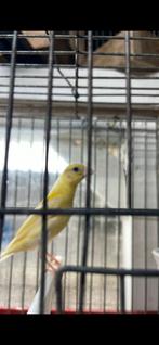 vogels, Vrouwelijk, Kleurkanarie