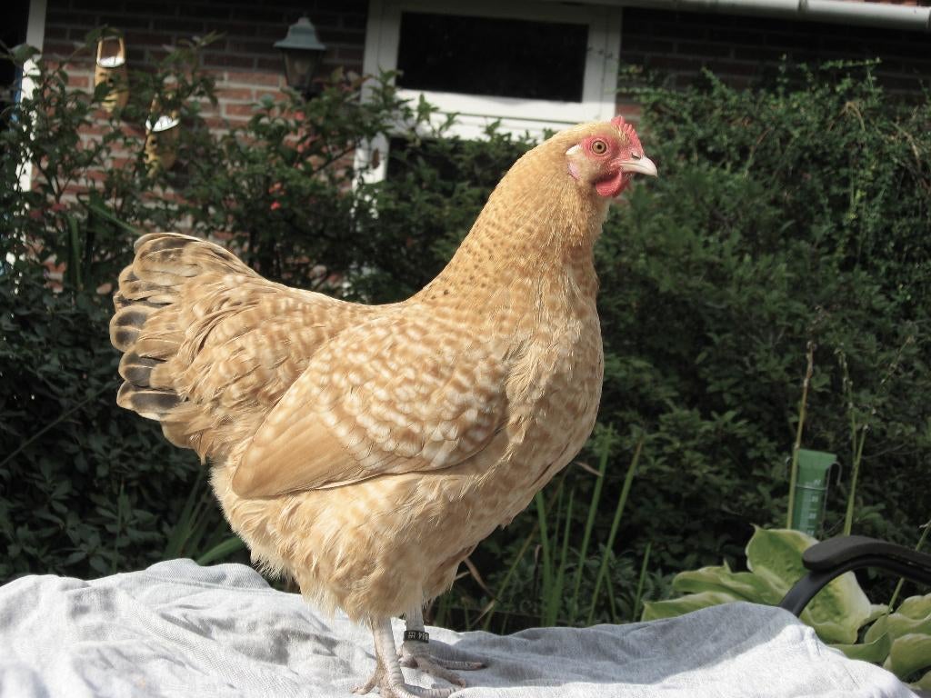 kippen, Meerdere dieren, Kip