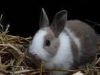 Gecastreerde konijnen | Dwergkonijnen | Jonge konijnen, Dieren en Toebehoren, Konijnen, Meerdere dieren, Dwerg, Hangoor, 0 tot 2 jaar
