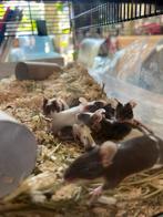 Verse kleur dwergmuizen - diverse leeftijden, Dieren en Toebehoren, Knaagdieren, Februari, Muis, Meerdere dieren, Tam