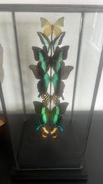 Zeer mooie vitrine met opgezette vlinders, Huis en Inrichting, Ophalen of Verzenden, Zo goed als nieuw