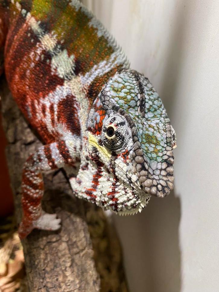 Diverse kameleons & gekko’s voor Houten Chameleon - male for sale from martijn