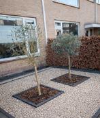 2 mooie Olijfboompjes, Tuin en Terras, Planten | Bomen, 100 tot 250 cm, Olijfboom, Zomer, Ophalen