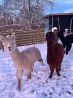 Alpacawol, Hobby en Vrije tijd, Spinnewielen en Spinnen, Ophalen, Spinwol