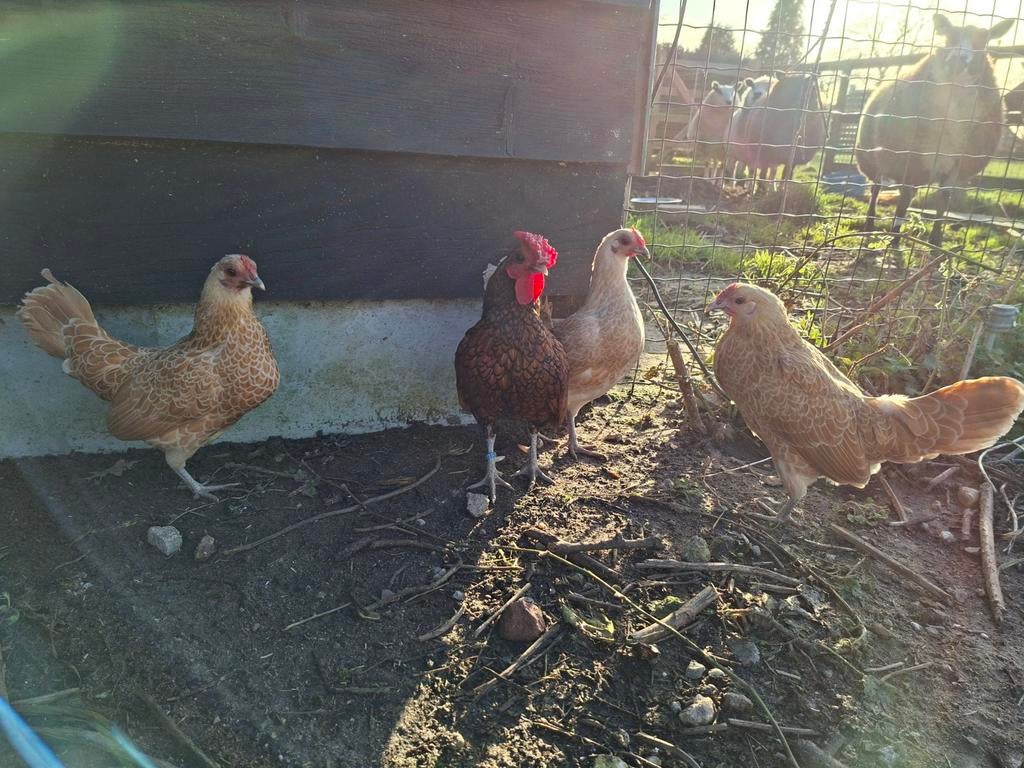 Broedeieren Sebright, Dieren en Toebehoren, Pluimvee, Kip, Geslacht onbekend