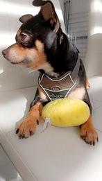 Nieuw warm huisje voor Jace, Dieren en Toebehoren, Honden | Jack Russells en Terriërs, Parvo, Jack Russell Terriër, Reu, Eén hond