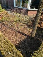 Japanse esdoorn, Ophalen, Esdoorn, 100 tot 250 cm